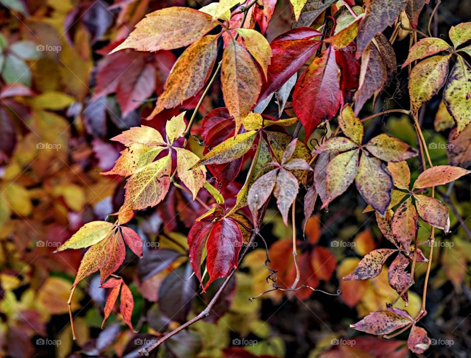 Textures of autumn