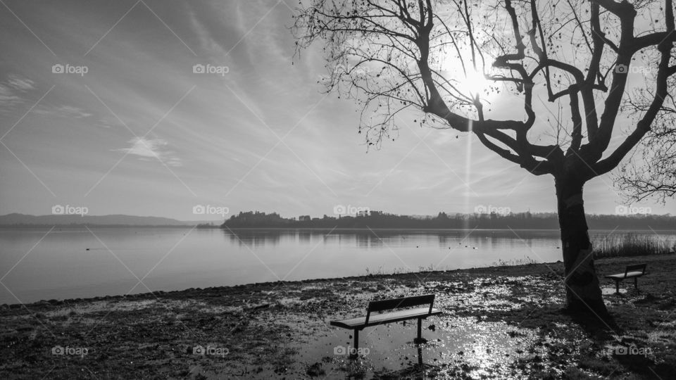 Sunlight through the branches of a dry tree. A bench of a panoramic point on the lake shore 