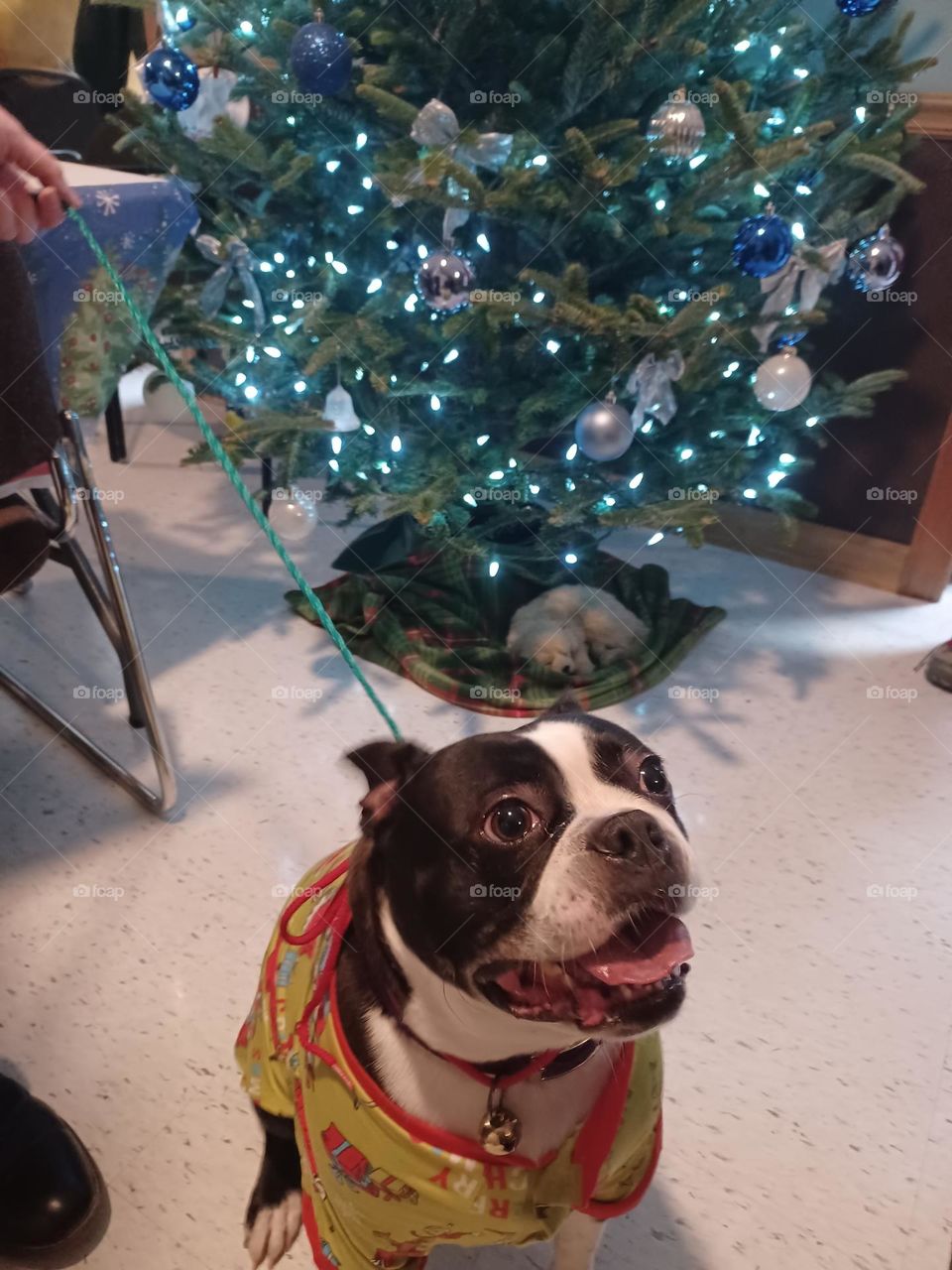 dog, Christmas tree, happy, smiling, smile