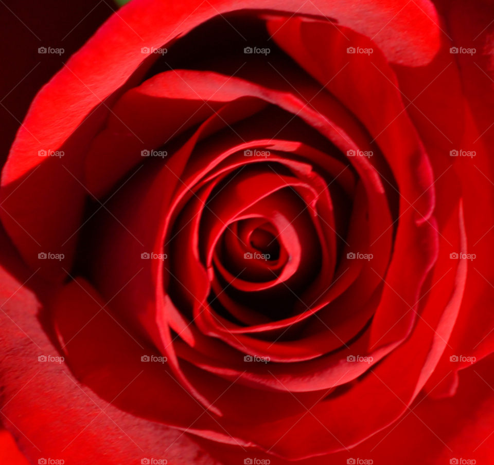 macro red love rose by lightanddrawing