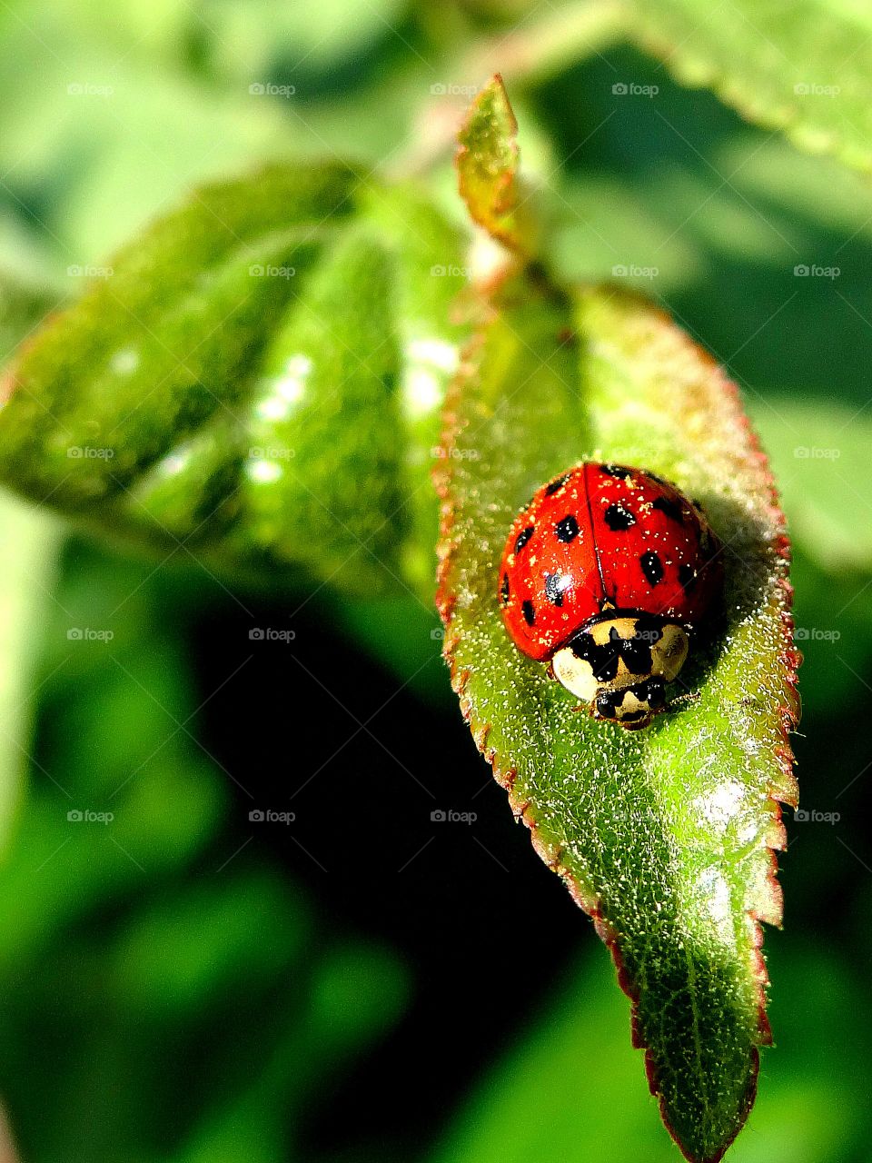 I spy a ladybug