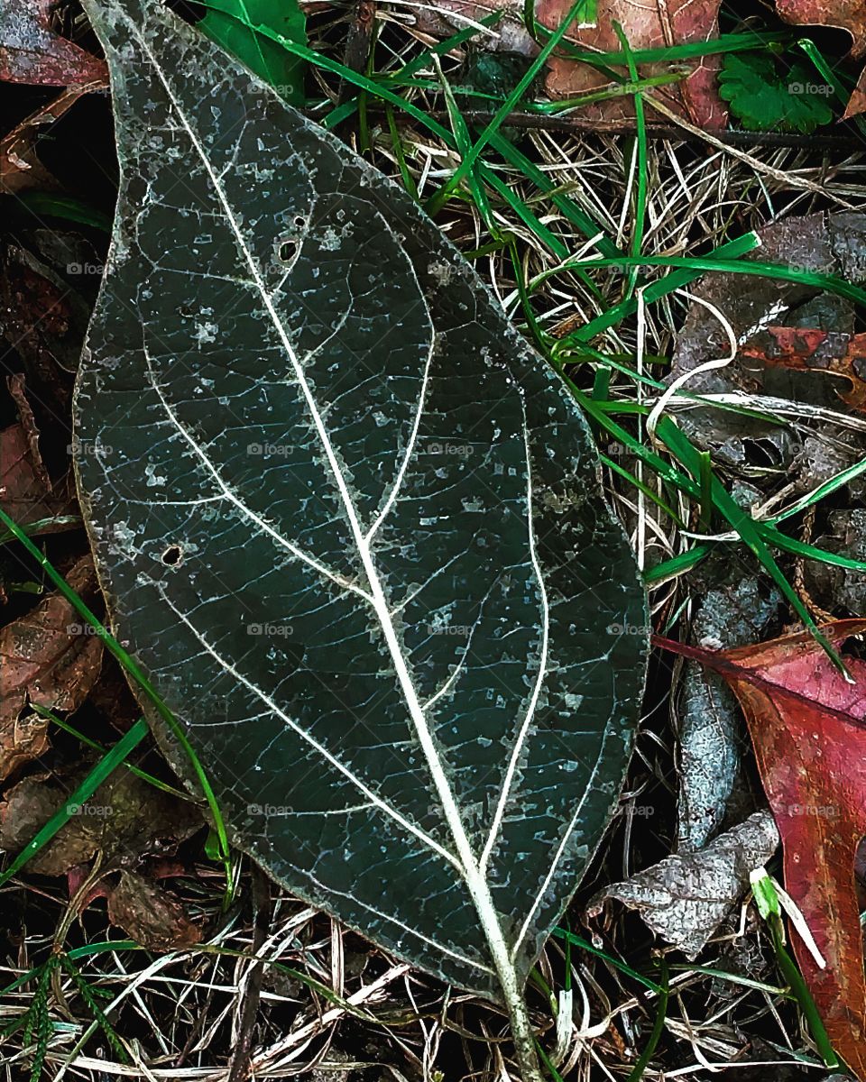 Leaf