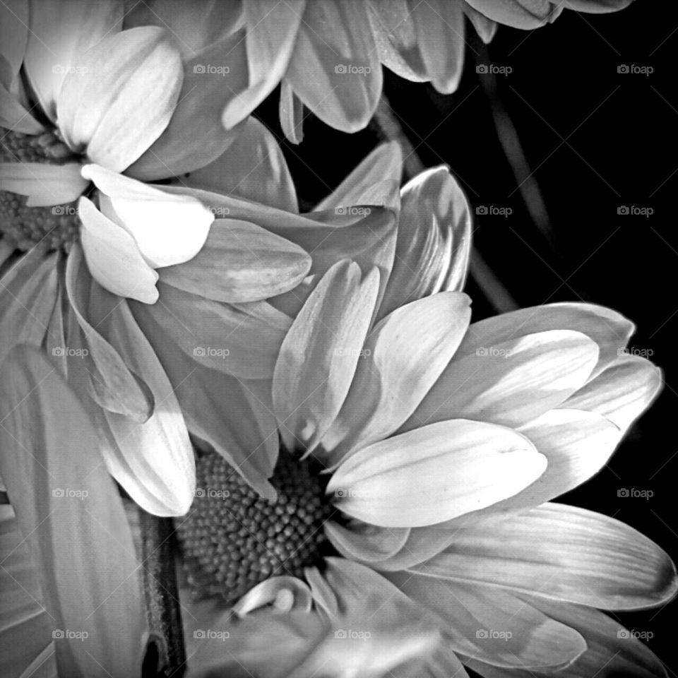 Flower, Nature, Flora, Monochrome, Floral