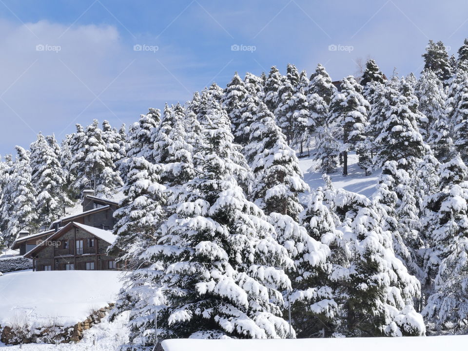 arboles nevados invierno