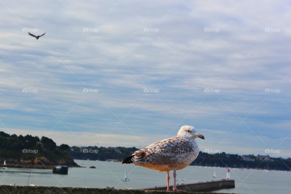 Seagull of Saint Melo