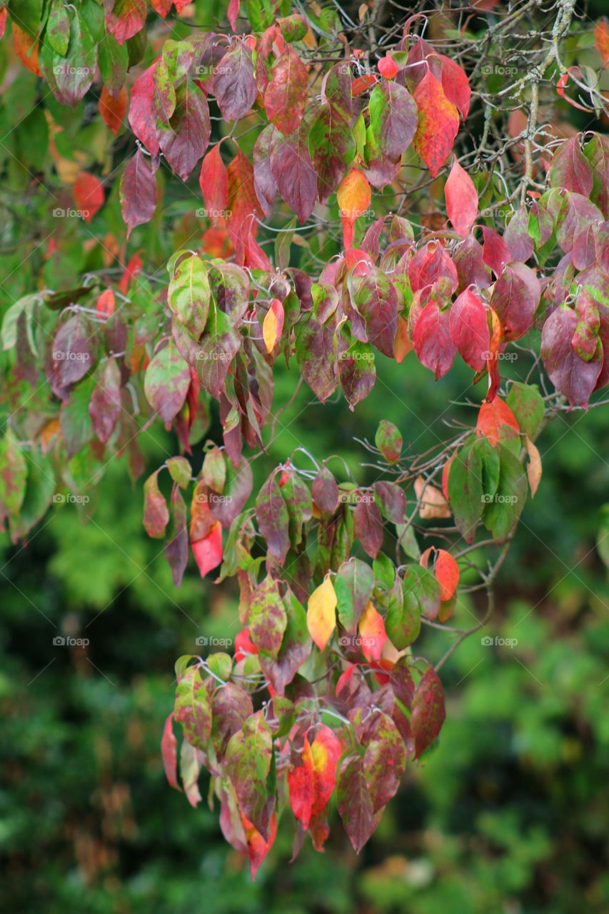 the color of autumn