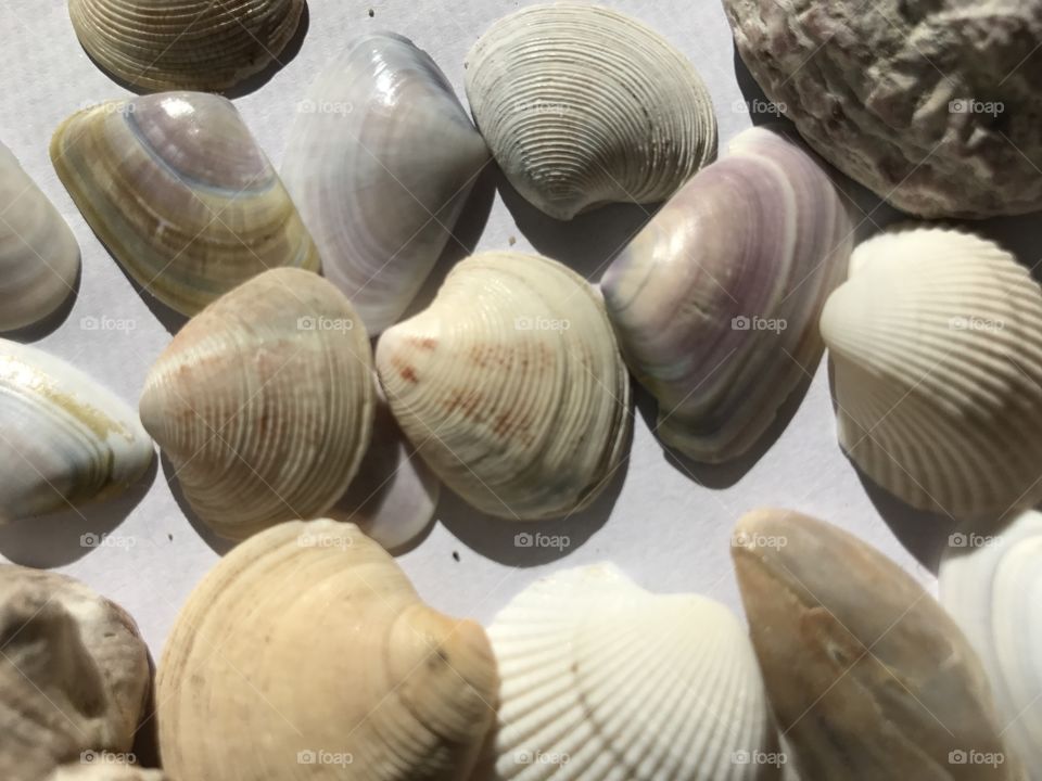 Seashell, Shell, Shellfish, Clam, Marine