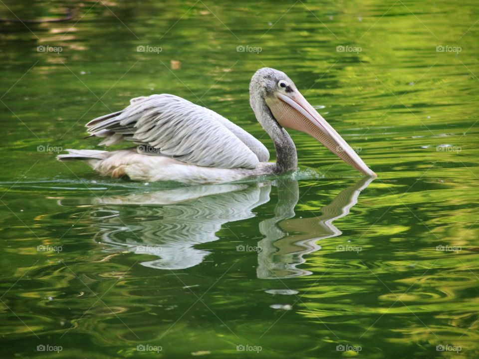 Pelikane in the green pond