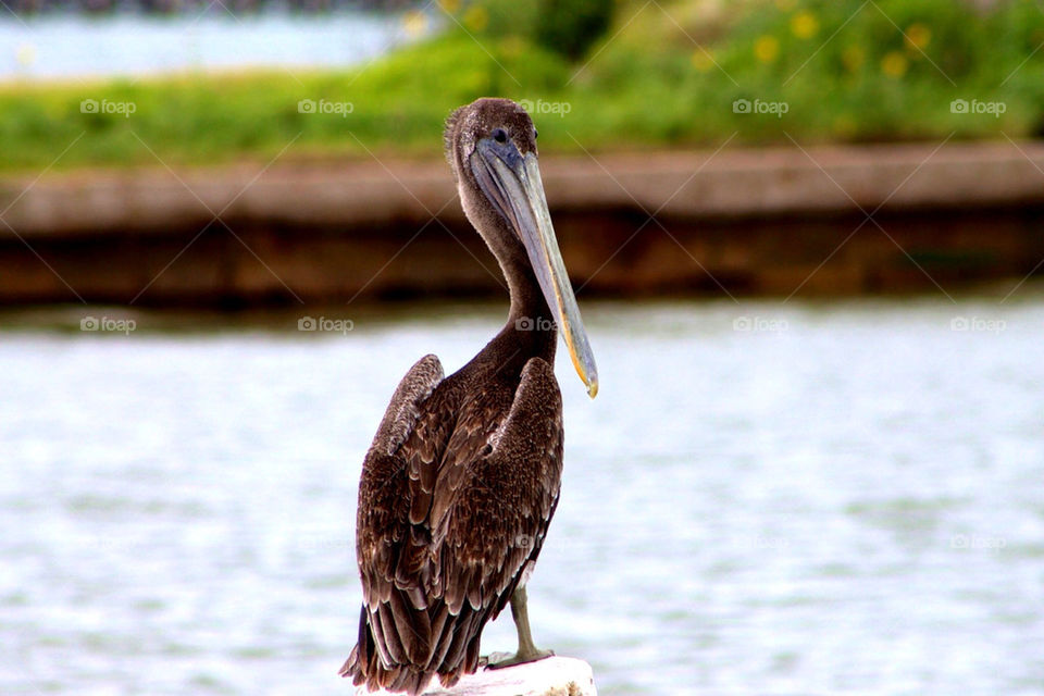 ocean birds coast coastal by avphoto