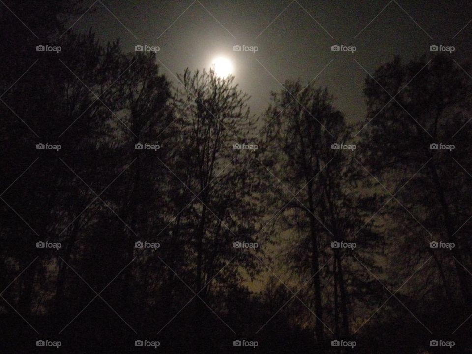 Moonlight through the trees