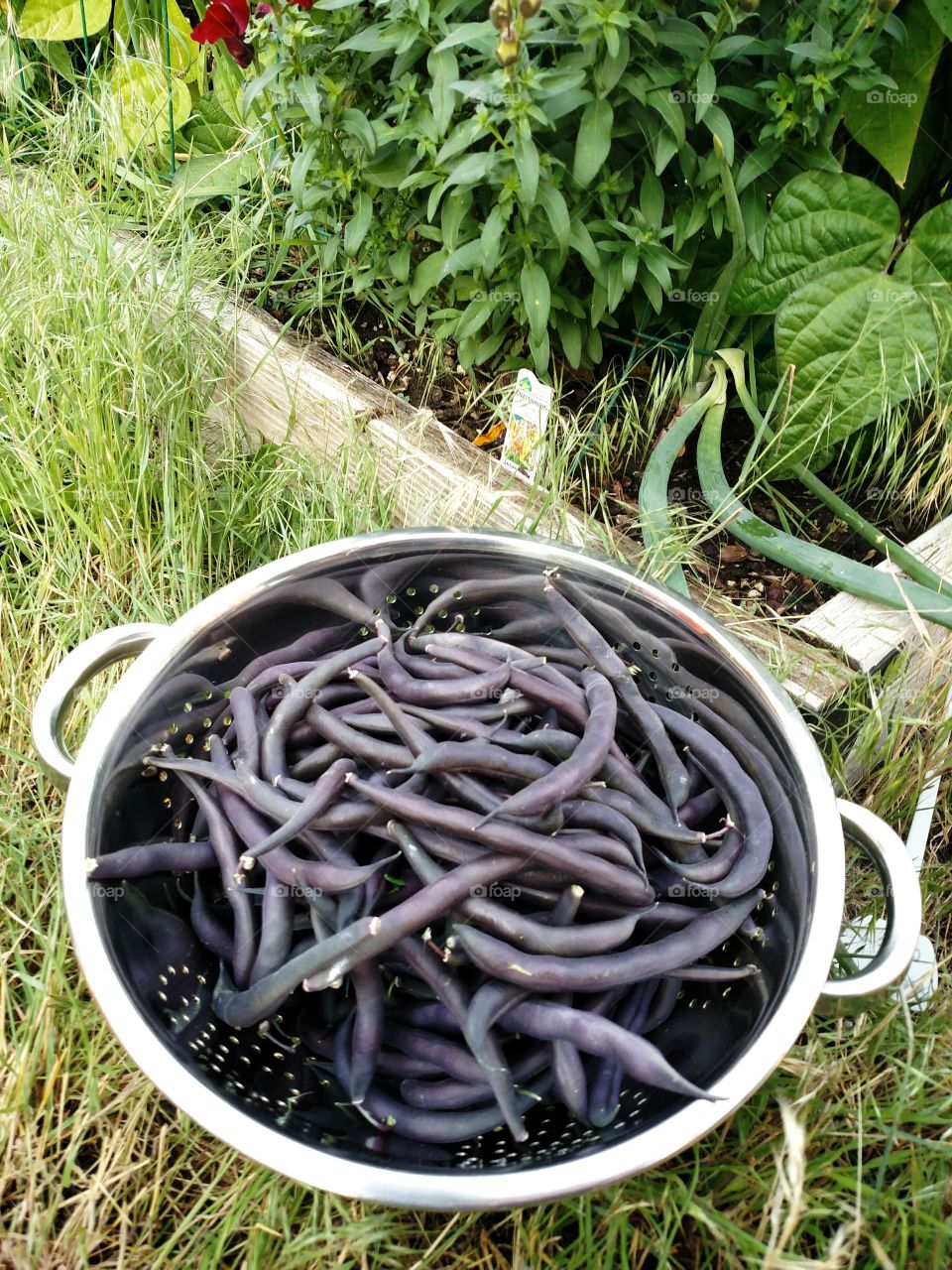 Purple Garden Beans