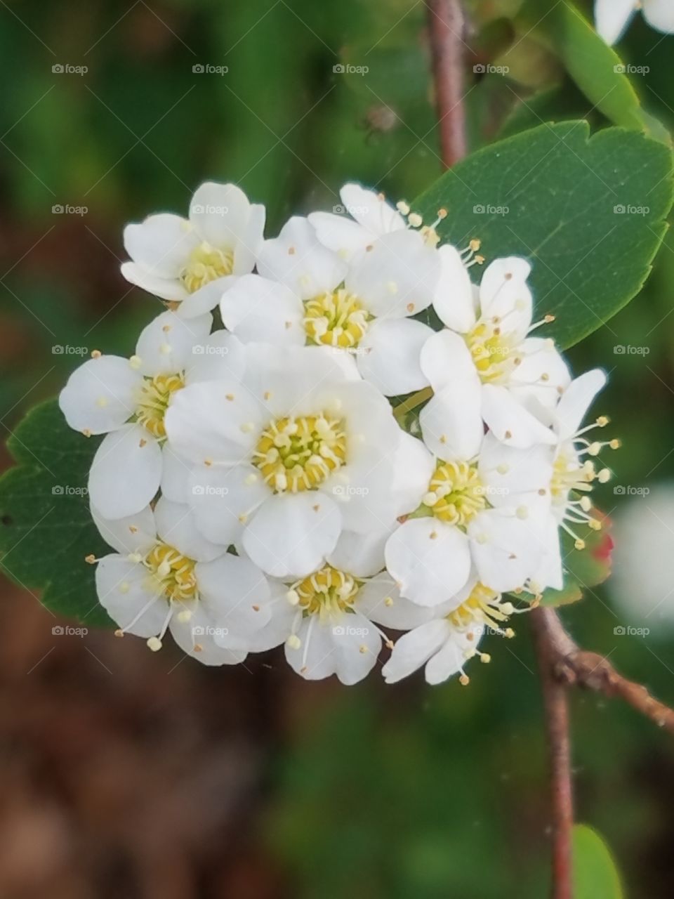 Beautiful macro shots