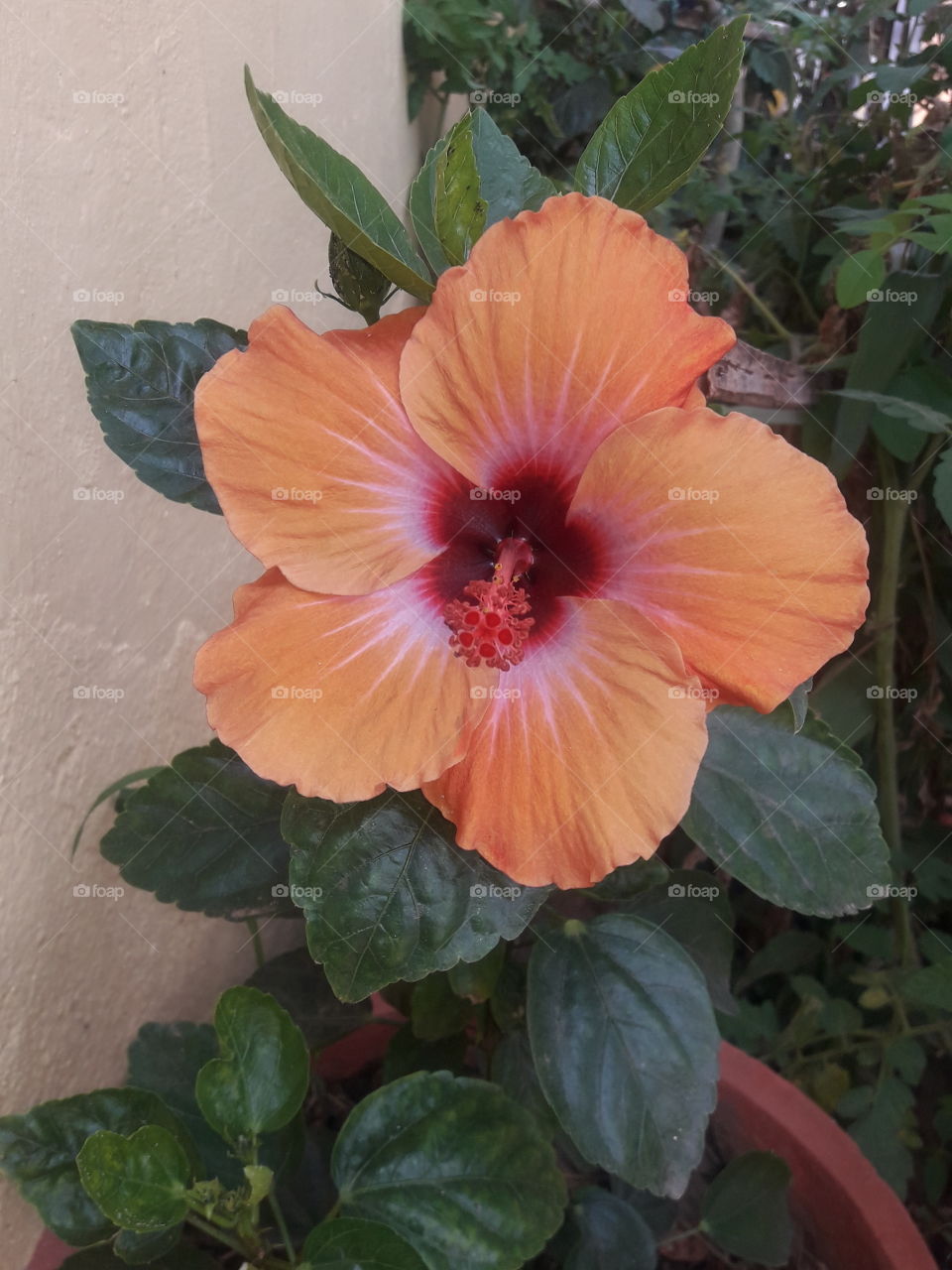 beautiful hibiscus flowers