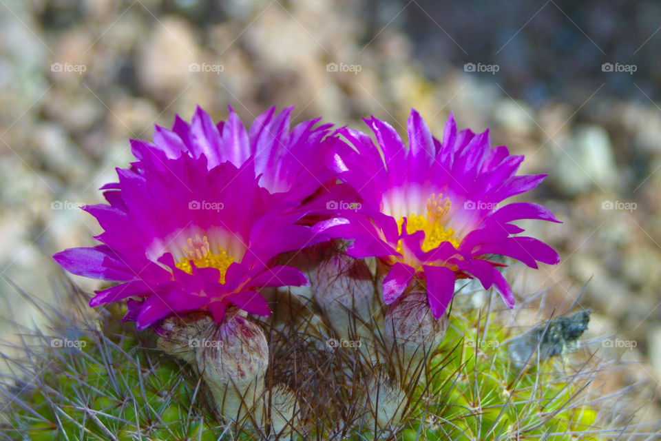 THE BOTANICAL GARDEN PHOENIX ARIZONA