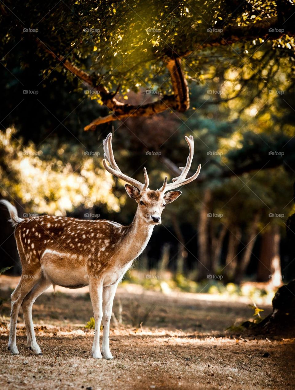 stunning deer waiting to be photographed in the sunlight