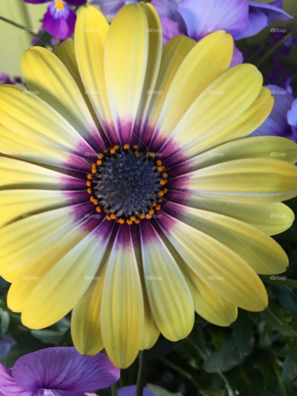 Yellow & purple flower 