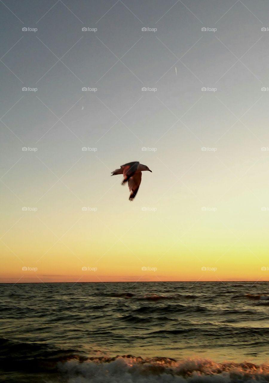 Seagull in my sunset shot