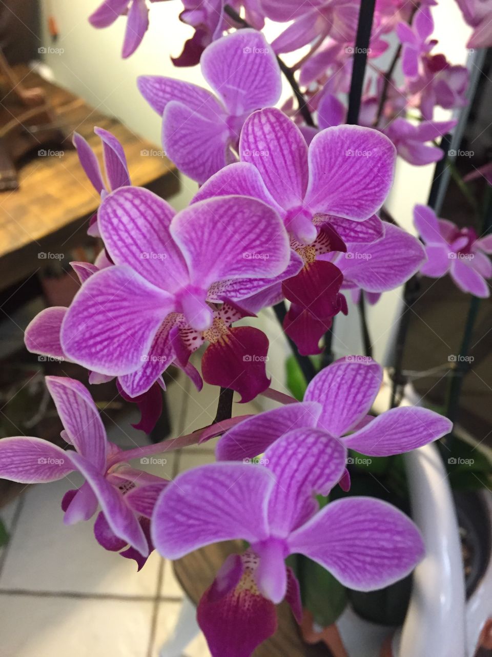 phalaenopsis orchid