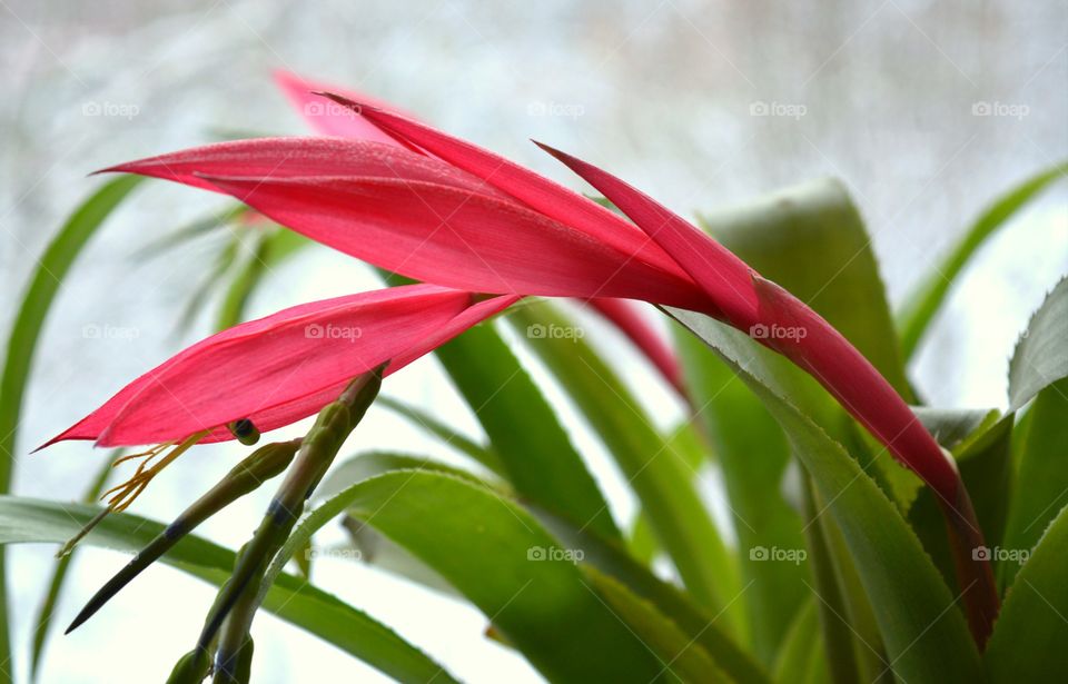 Nature, Flora, No Person, Flower, Leaf