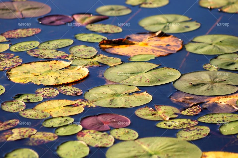 Lilly pads