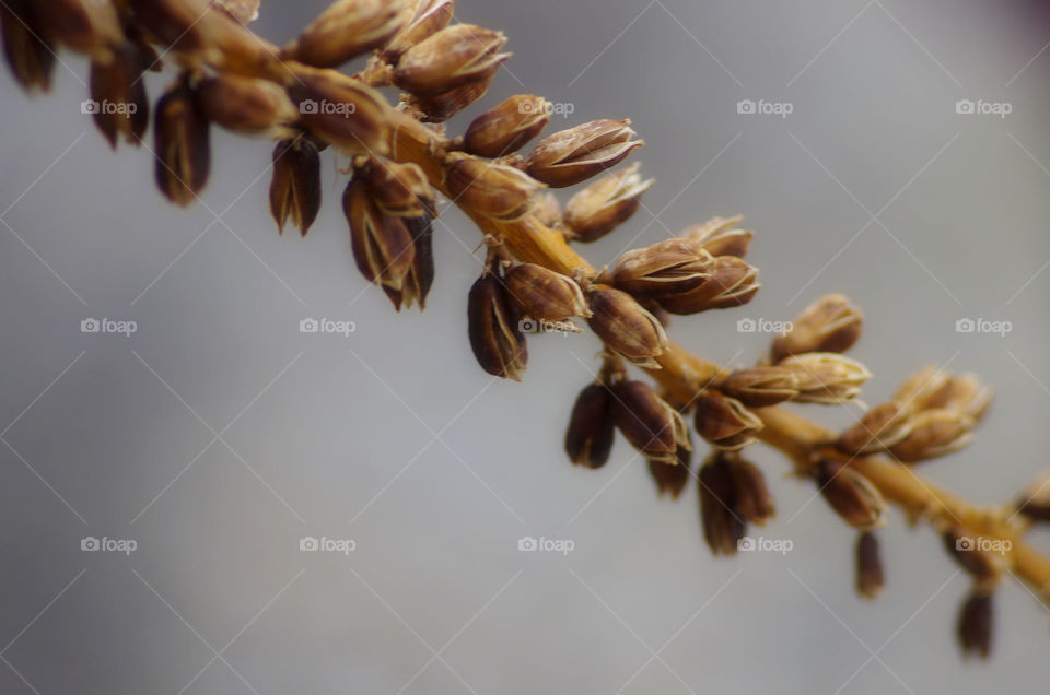 Close-up of a plant