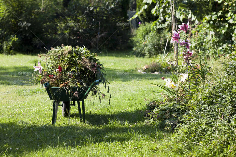 Wheel- barrow with weeds in the garden.