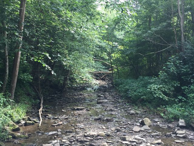 Creek bed 
