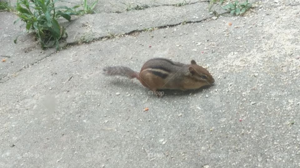 chipmunk