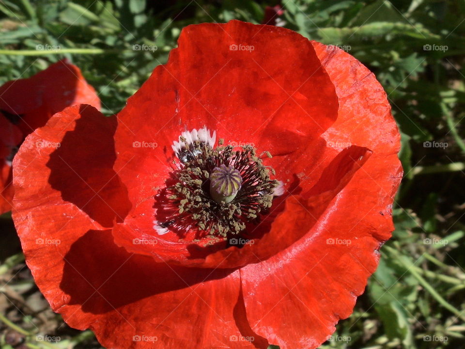 Red poppy