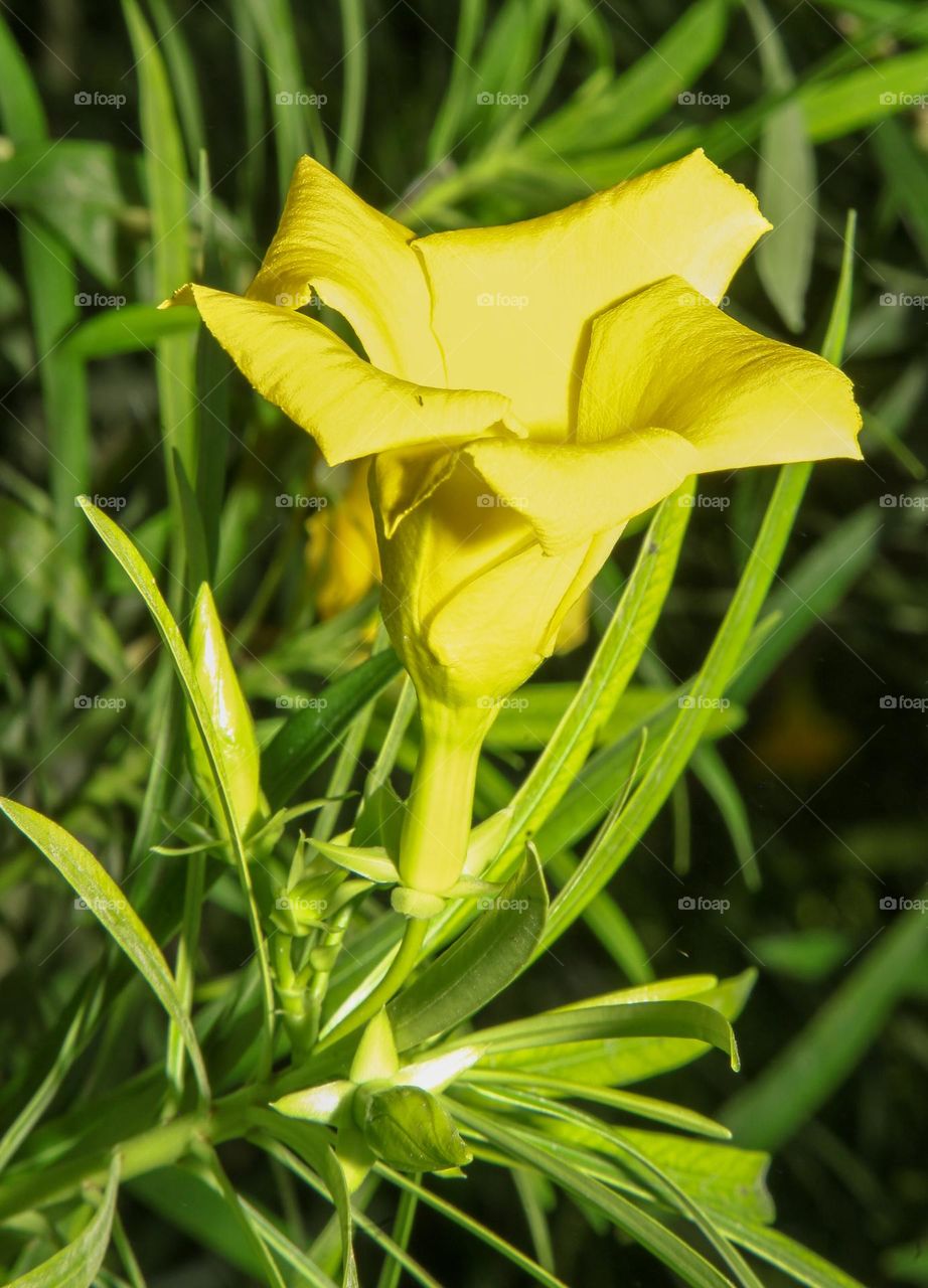 Portrait of a flower