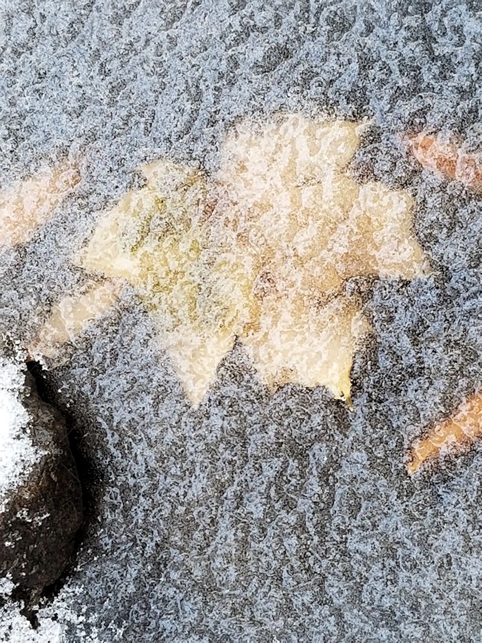 Frozen Leaf