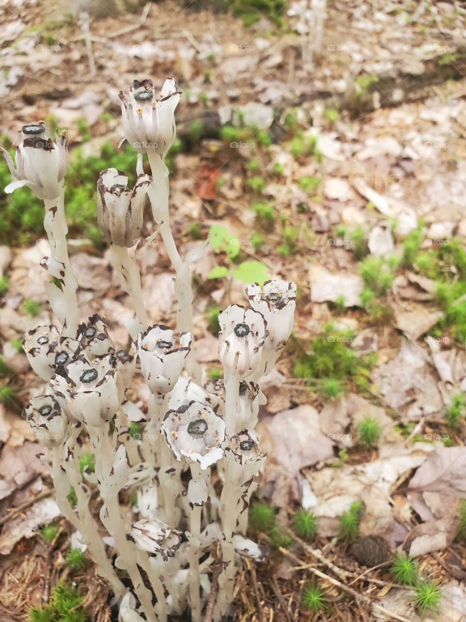 Mushroom roses