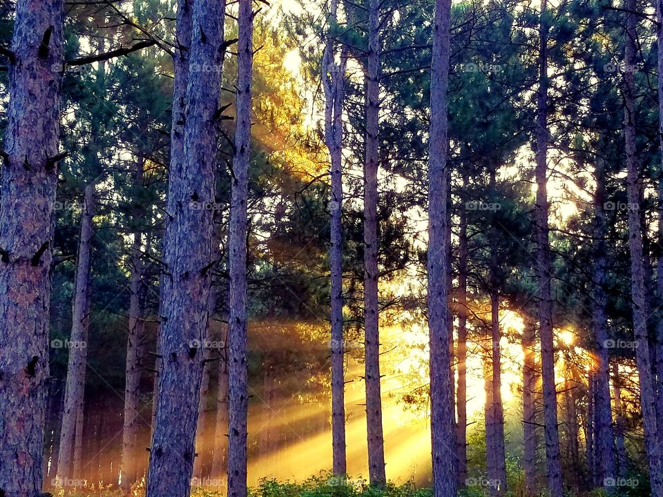 sunris in the forest