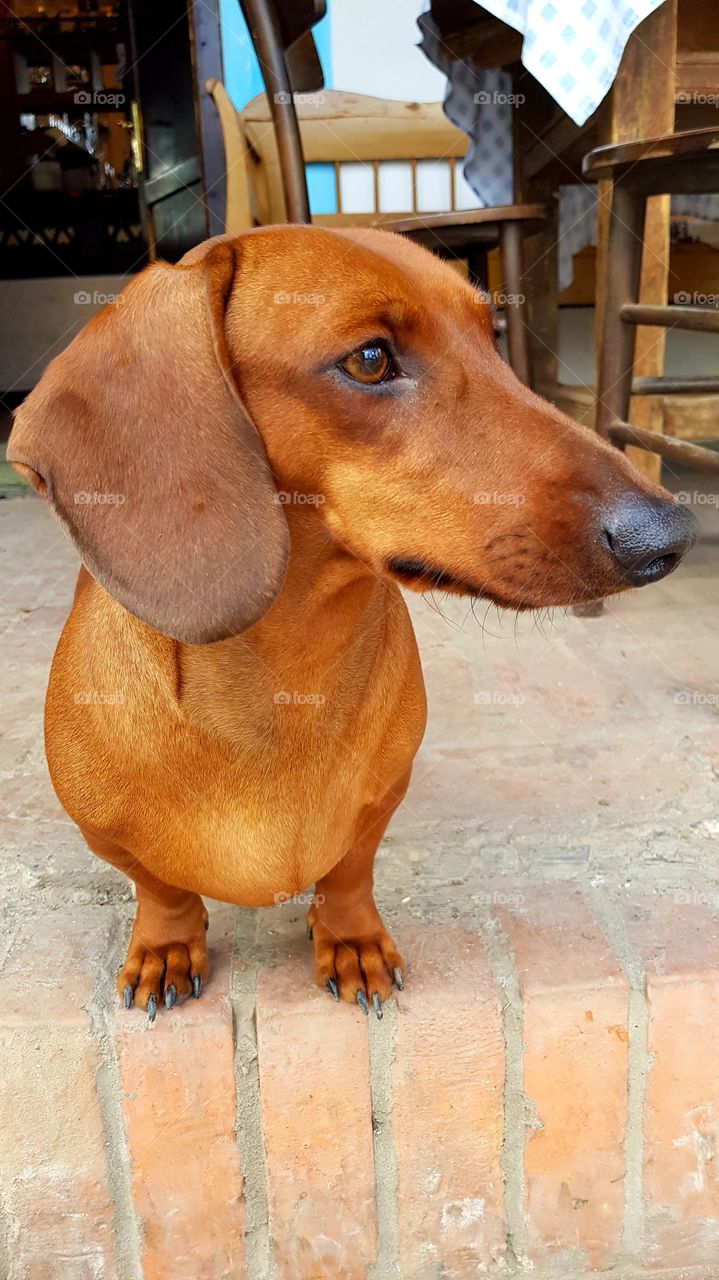 Dachshund, looking and guarding