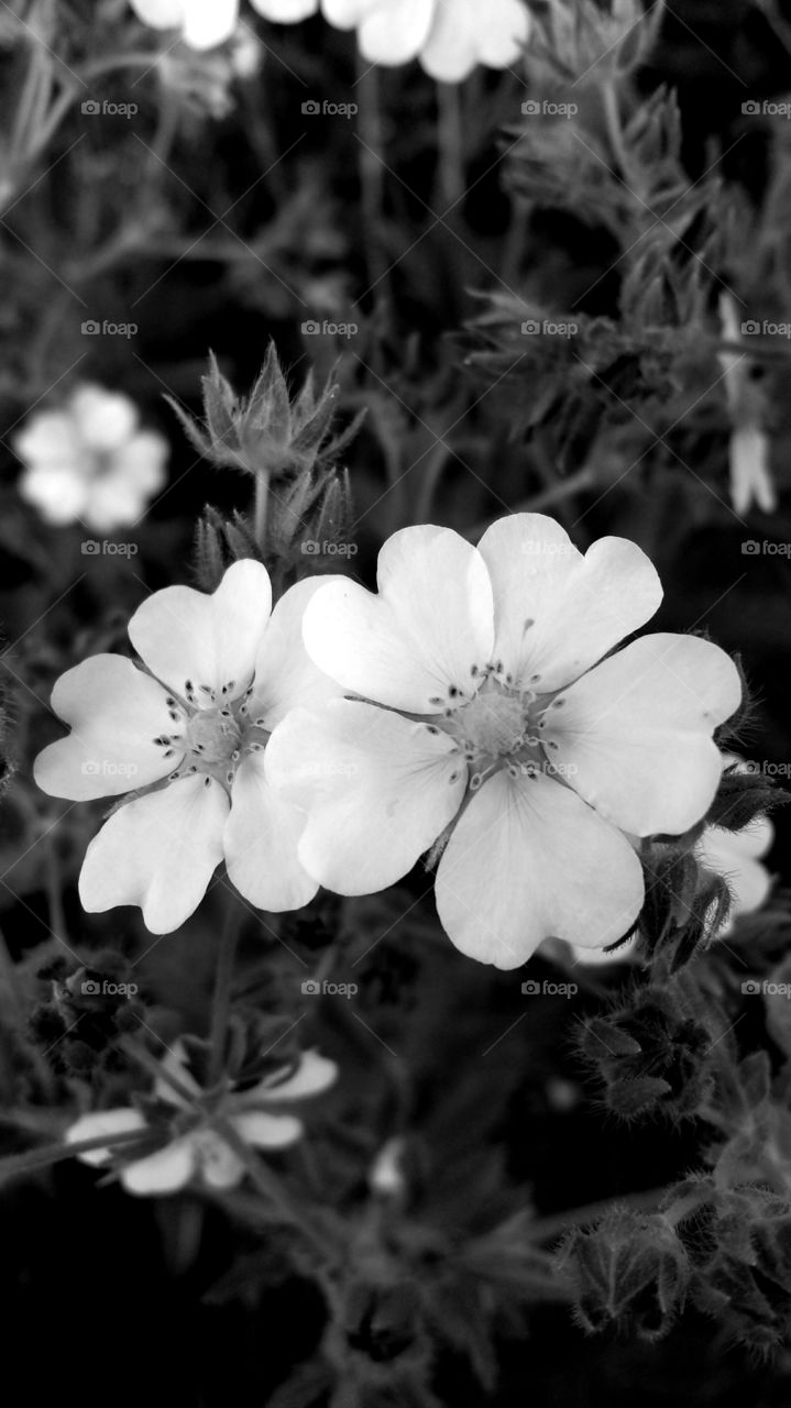 Cinquefoil. Wildflower