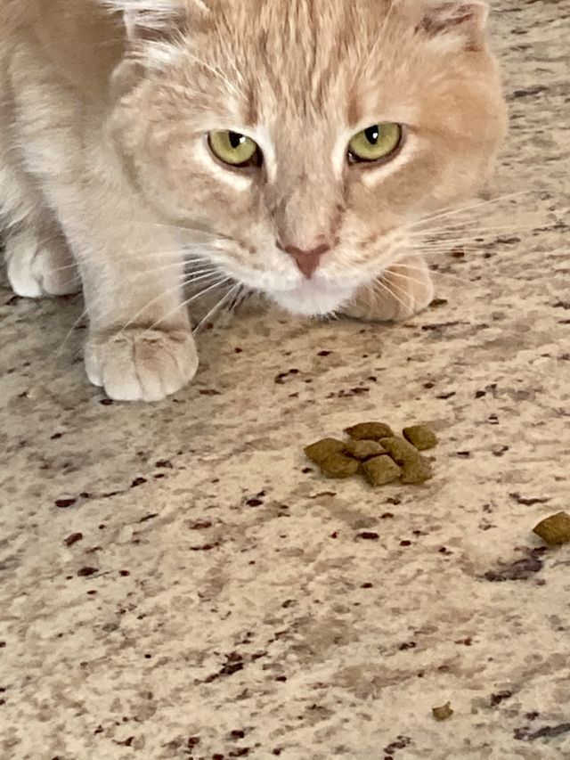 Light orange cat getting ready to eat treats