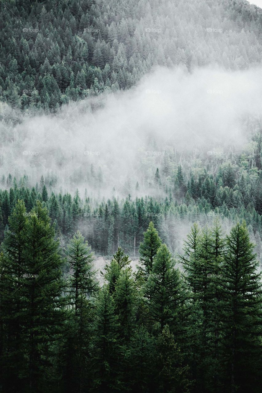 Dichter Wald + dichter Nebel