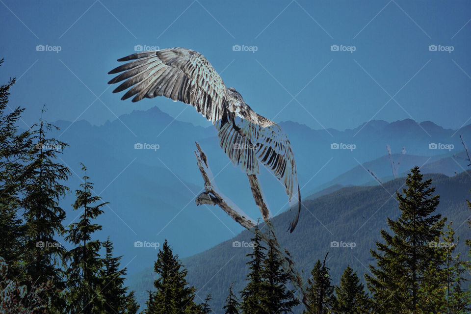 Overlay of vulture flying over Olympia mountains