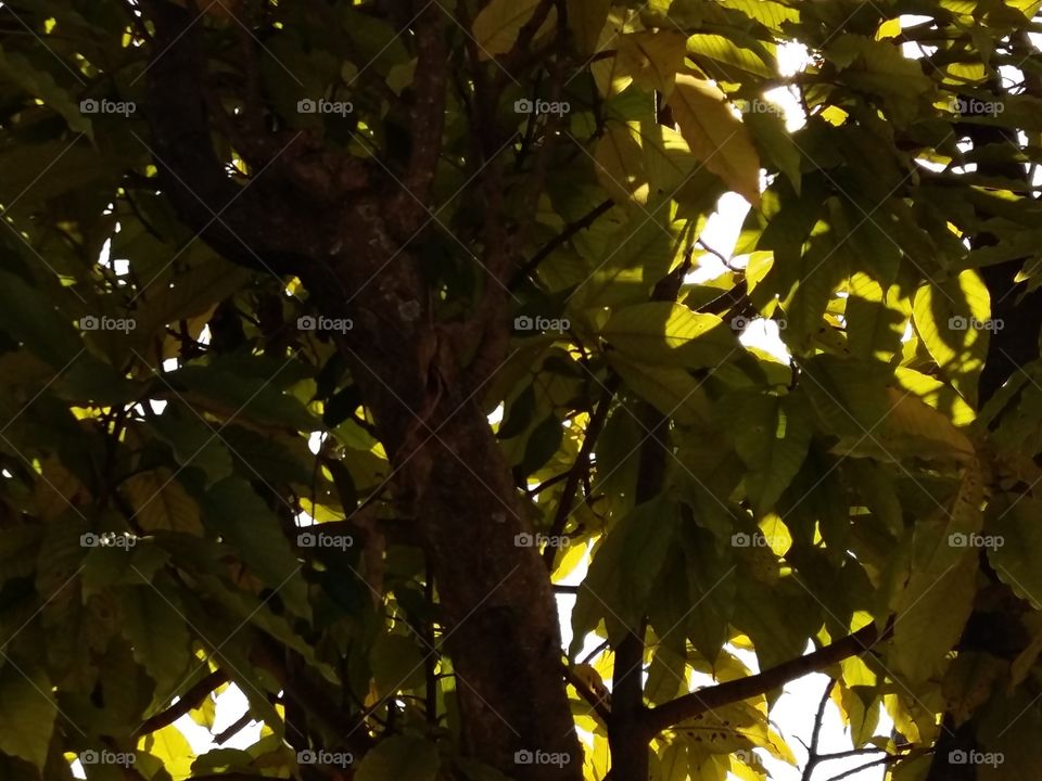 Tree, Leaf, No Person, Nature, Light
