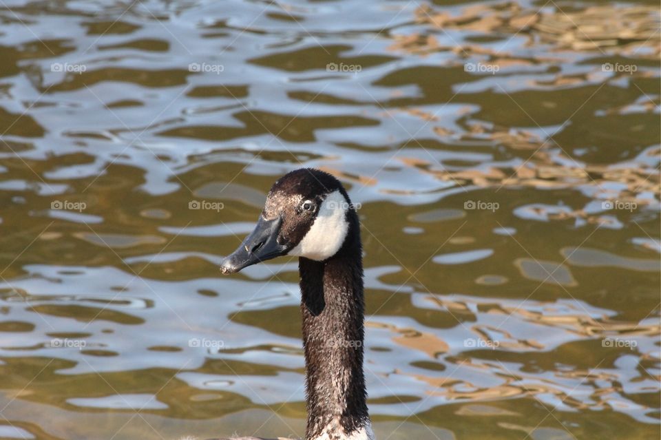 Canadian goose at Carter Lake in College Station, Texas on sunny summer day