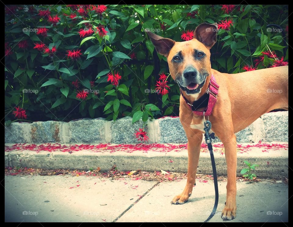 Summer . A walk in the park 