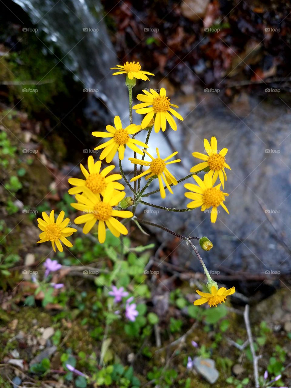 Close up of wildflowers with a small waterfall pouring into a creek.