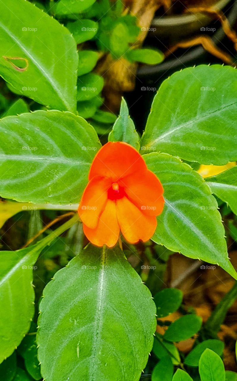 Impatiens walleriana: It is a plant from the balsaminaceae family, also known in Brazil by the names of beijinho, avenca, venca, vinca, beijo-turco, maria-sem-shame and known as “joy-do-lar”, in Portugal.