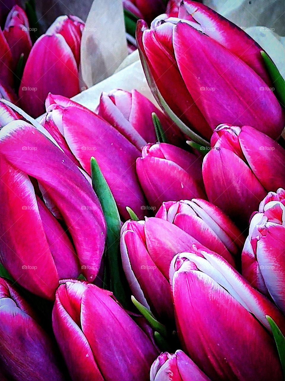 Flowers.  Large bouquets of pink tulips
