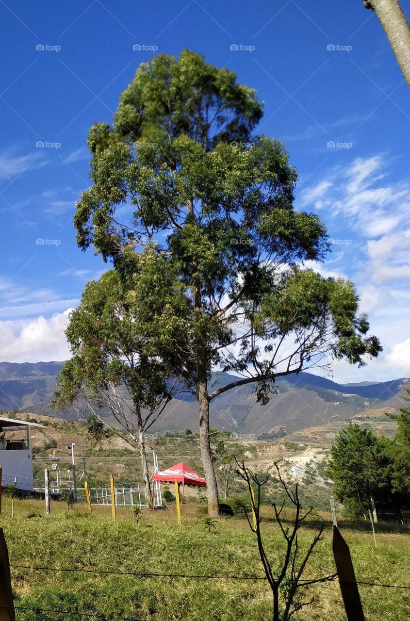 Gran árbol que hace parte del paisaje con un hermoso cielo azul, nubes blancas y montañas.