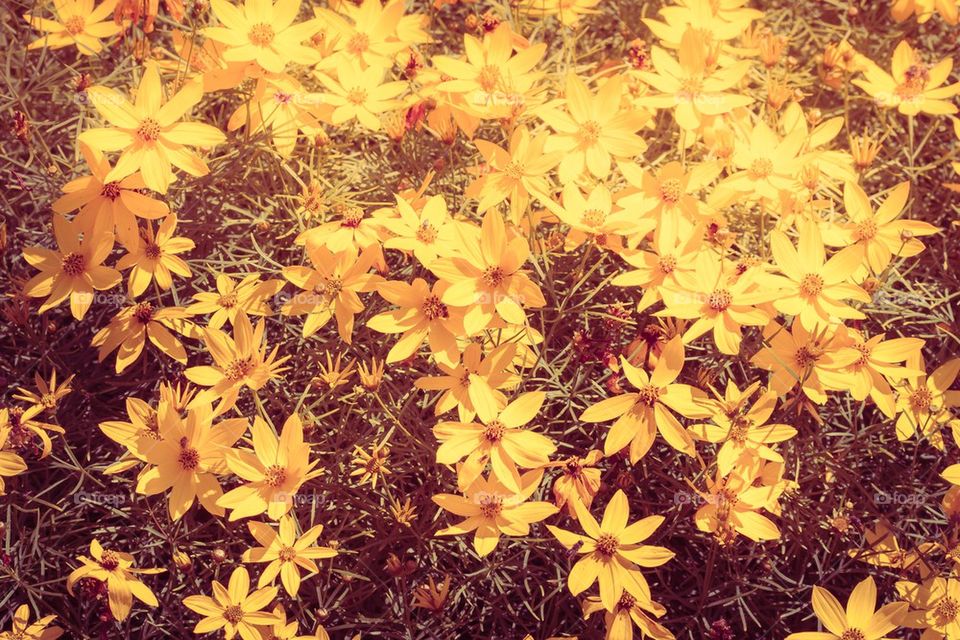 Flowers in the garden