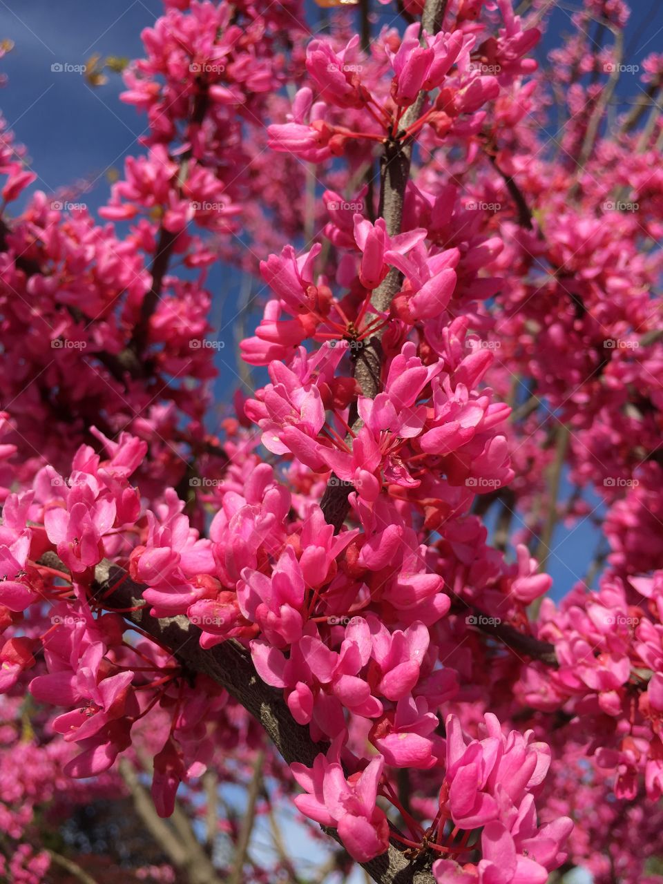 Pink Redbud in Connecticut