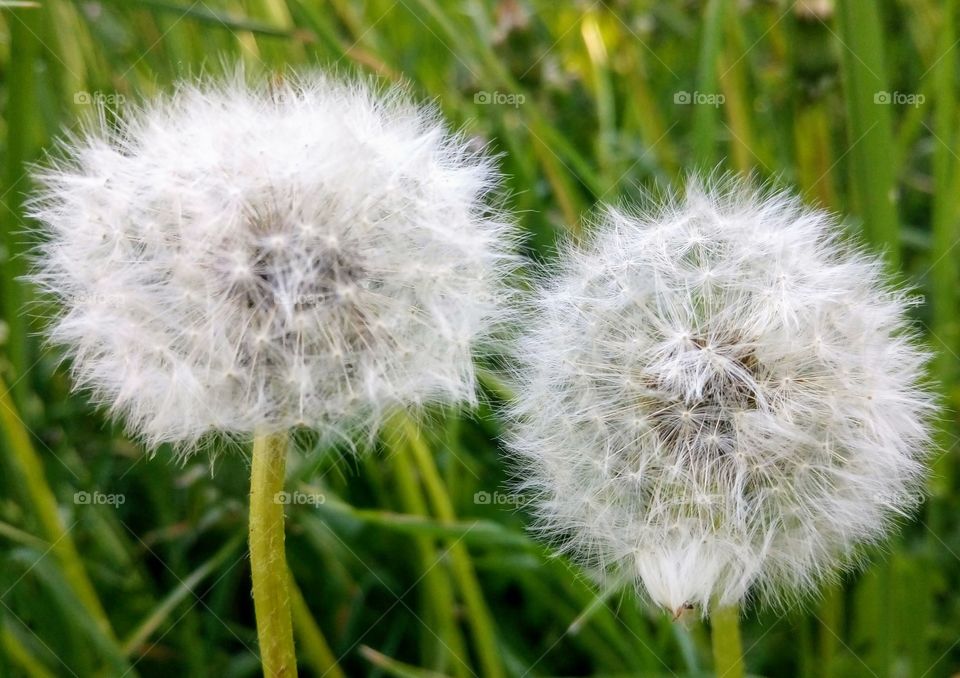 A couple of dandelions