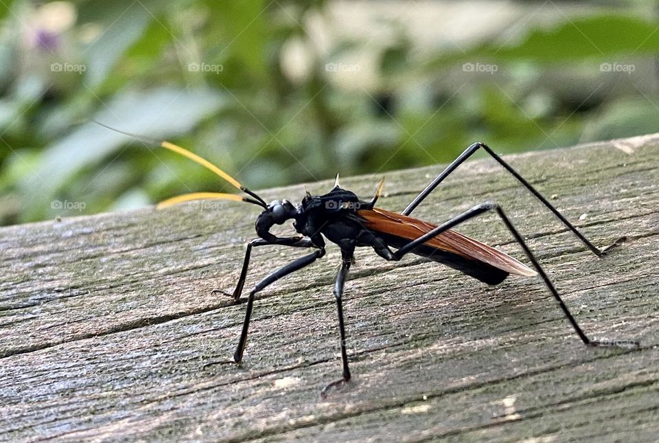 Zelurus spinidorsis, a type of assassin bug, sitting on a hand rail in the Costa Rican rainforest