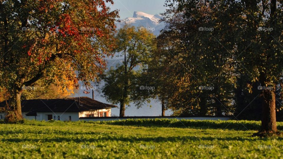 Landscape view of trees, house and mountain